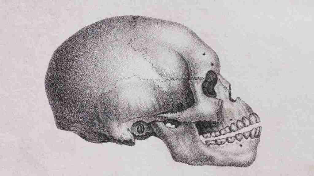 Tulang Penyusun Cranium pada Manusia dan Fungsinya