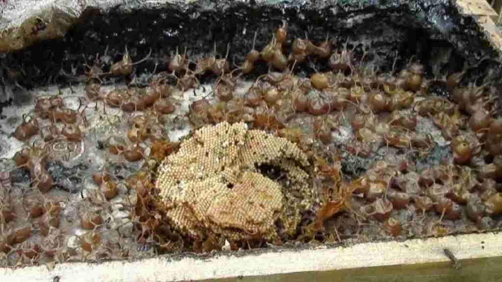 Budidaya Madu Kelulut Lebah Tanpa Sengat yang&nbsp;Menguntungkan