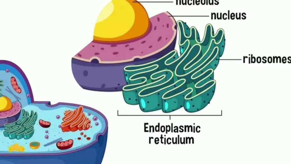 Mekanisme Sistem Endomembran dan Organel&nbsp;Selnya