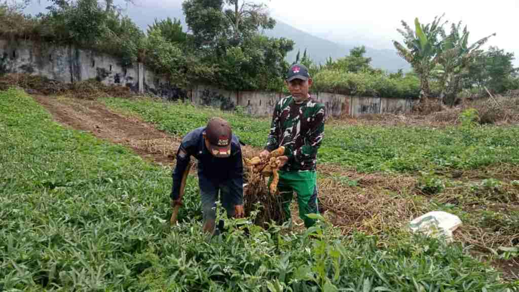Budidaya Ubi Cilembu, Peluang Usaha yang&nbsp;Menjanjikan